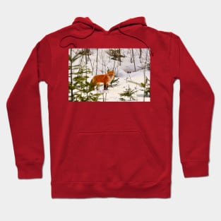 Winter Fox Hoodie